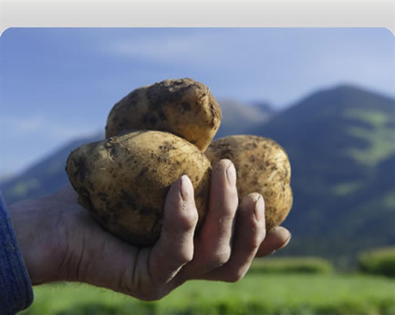 Perché alle multinazionali fanno gola le patate 
