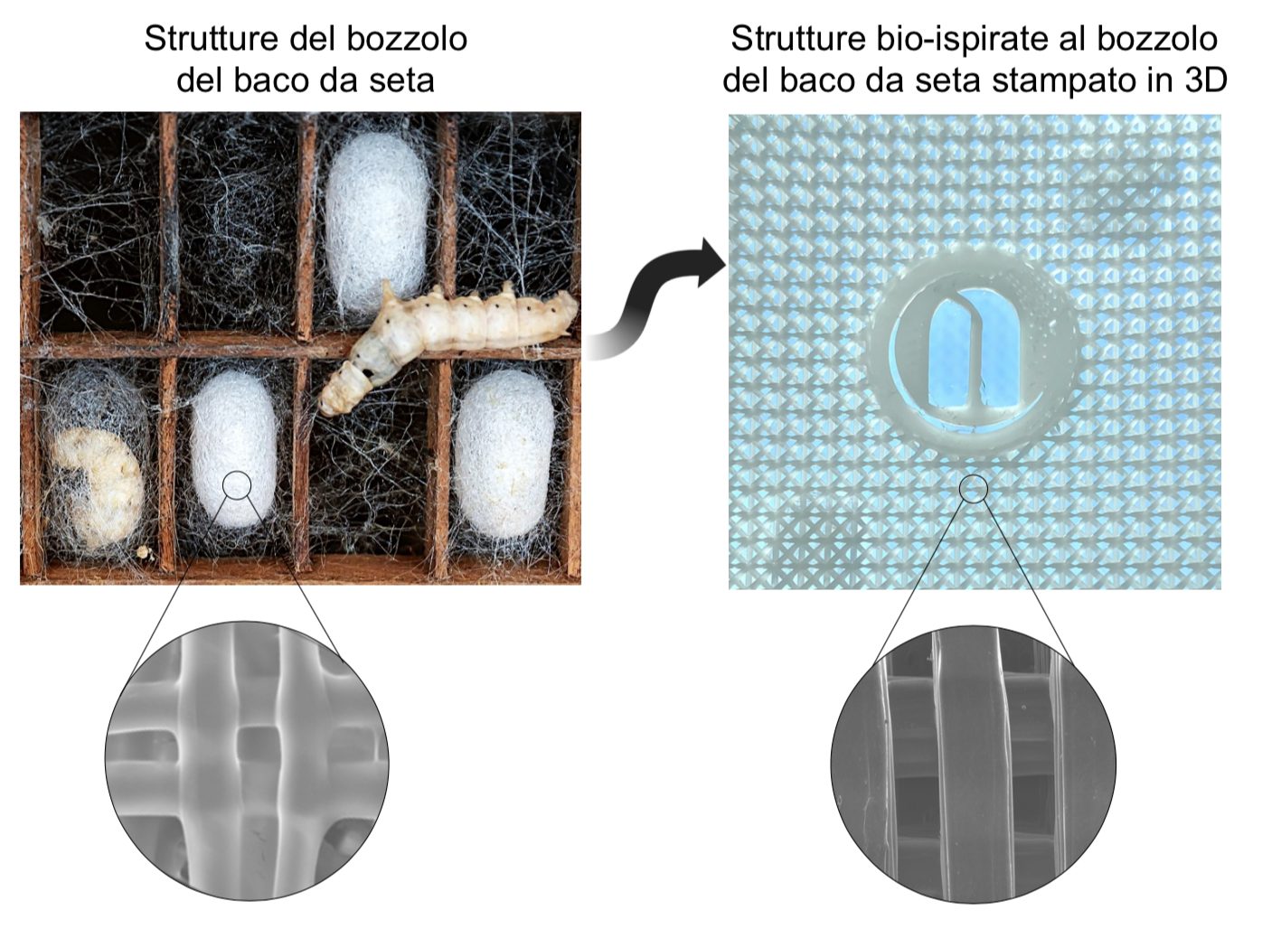 Dal baco da seta alla struttura bioispirata che verrà poi stampata in 3D